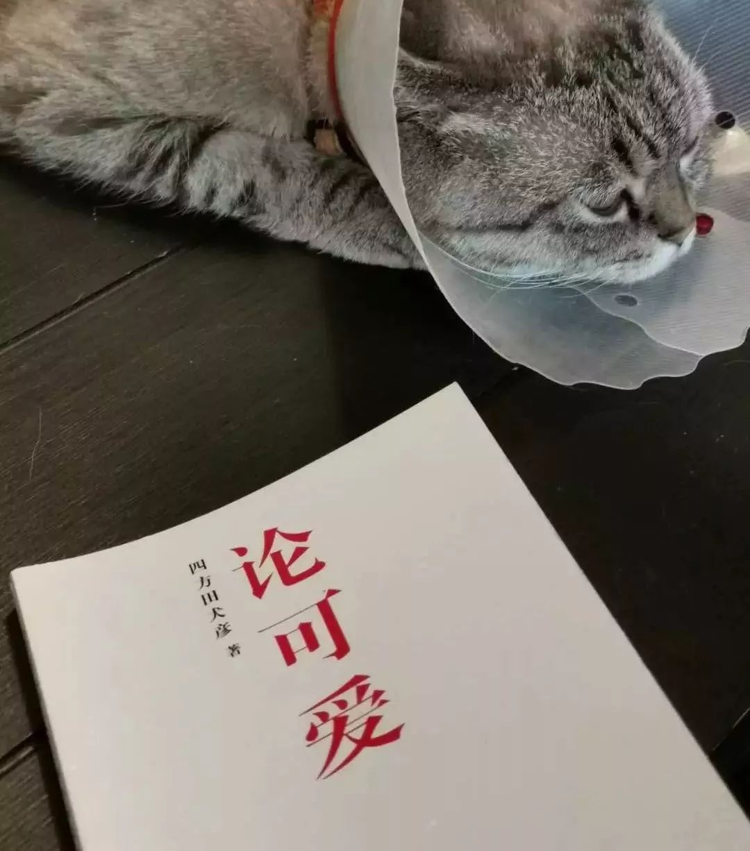 深度解析：為什么99%的IP形象都不夠萌？