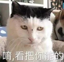 貓貓吃瓜娛樂圈,趣味橫生的娛樂圈幕后故事