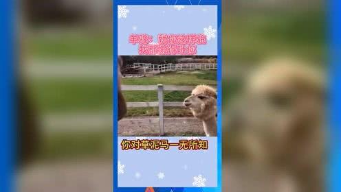 娛樂吃瓜寵物,吃瓜寵物們的歡樂日常